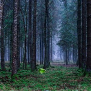 Mystic Sunset Forest: Hidden Gem Puzzle Game